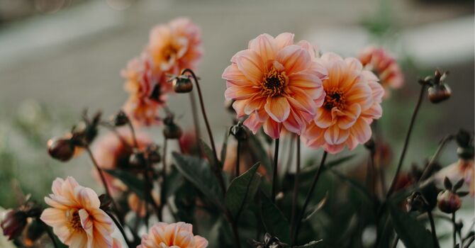 Men health and wellbeing