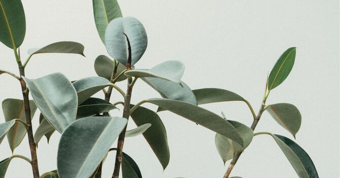 Counselling / Psychology / Mental Health